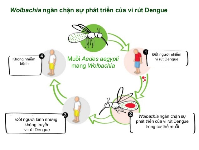 Thả muỗi mang Wolbachia để phòng, chống bệnh sốt xuất huyết